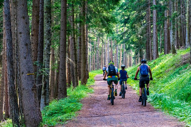 Lesní cesta na jízdních kolech